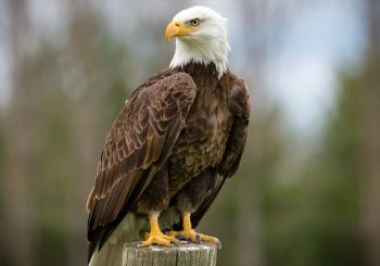 Key Lessons from An Eagle